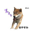 柴犬 ぎんた（個別スタンプ：2）
