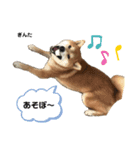 柴犬 ぎんた（個別スタンプ：3）
