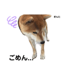 柴犬 ぎんた（個別スタンプ：4）