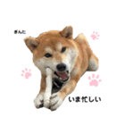 柴犬 ぎんた（個別スタンプ：5）