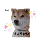 柴犬 ぎんた（個別スタンプ：6）
