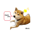 柴犬 ぎんた（個別スタンプ：7）