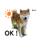 柴犬 ぎんた（個別スタンプ：8）