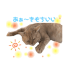 猫のぞーやんともやお（個別スタンプ：3）