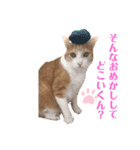 猫のぞーやんともやお（個別スタンプ：4）