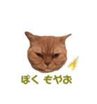 猫のぞーやんともやお（個別スタンプ：5）