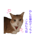 猫のぞーやんともやお（個別スタンプ：6）