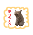 猫のぞーやんともやお（個別スタンプ：8）