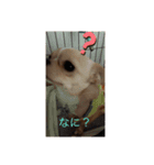 ぎんすけ（個別スタンプ：1）