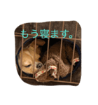 ぎんすけ（個別スタンプ：5）