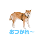 ROKU CHAN (DOG)（個別スタンプ：1）