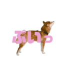 ROKU CHAN (DOG)（個別スタンプ：2）
