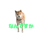 ROKU CHAN (DOG)（個別スタンプ：3）