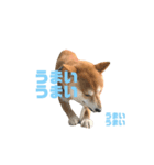 ROKU CHAN (DOG)（個別スタンプ：5）