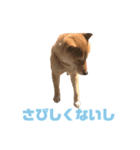 ROKU CHAN (DOG)（個別スタンプ：7）