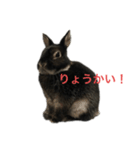 黒うさぎ 官兵衛（個別スタンプ：1）