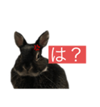 黒うさぎ 官兵衛（個別スタンプ：2）