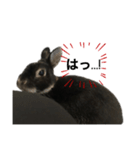 黒うさぎ 官兵衛（個別スタンプ：3）