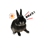 黒うさぎ 官兵衛（個別スタンプ：5）