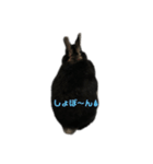 黒うさぎ 官兵衛（個別スタンプ：7）