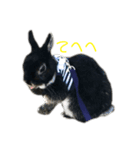 黒うさぎ 官兵衛（個別スタンプ：8）