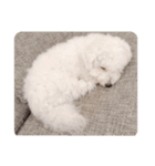 うちの愛犬のえちゃんスタンプ（個別スタンプ：8）