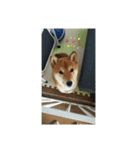 赤柴はるごん2（個別スタンプ：3）