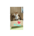 赤柴はるごん2（個別スタンプ：6）