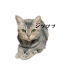 辛辣美猫☆ククちゃん（個別スタンプ：1）