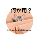 辛辣美猫☆ククちゃん（個別スタンプ：4）
