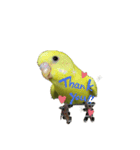 我が家のインコーズ（個別スタンプ：1）