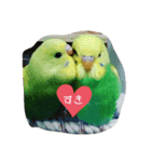 我が家のインコーズ（個別スタンプ：2）