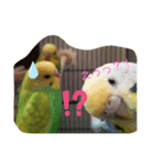 我が家のインコーズ（個別スタンプ：3）