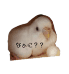 我が家のインコーズ（個別スタンプ：4）