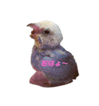 我が家のインコーズ（個別スタンプ：5）