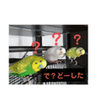 我が家のインコーズ（個別スタンプ：8）