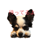 すずちゃんチワワ（個別スタンプ：3）