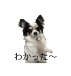 すずちゃんチワワ（個別スタンプ：6）