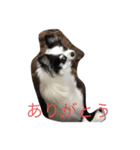 すずちゃんチワワ（個別スタンプ：8）