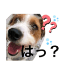 ジャックラッセルテリアリトルの日常（個別スタンプ：8）