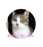 スタートライフ（個別スタンプ：4）