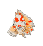 和 モチーフ 金魚づくし  3（個別スタンプ：2）
