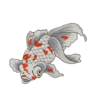 和 モチーフ 金魚づくし  3（個別スタンプ：3）