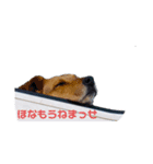 めっちゃ関西弁のいぬ（個別スタンプ：2）