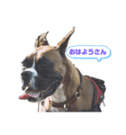 めっちゃ関西弁のいぬ（個別スタンプ：4）