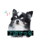 めっちゃ関西弁のいぬ（個別スタンプ：5）