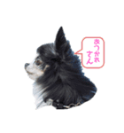 めっちゃ関西弁のいぬ（個別スタンプ：8）