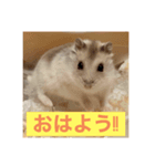 ハムスターの大吉くんスタンプ（個別スタンプ：1）