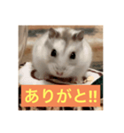 ハムスターの大吉くんスタンプ（個別スタンプ：2）