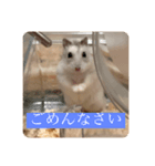 ハムスターの大吉くんスタンプ（個別スタンプ：3）